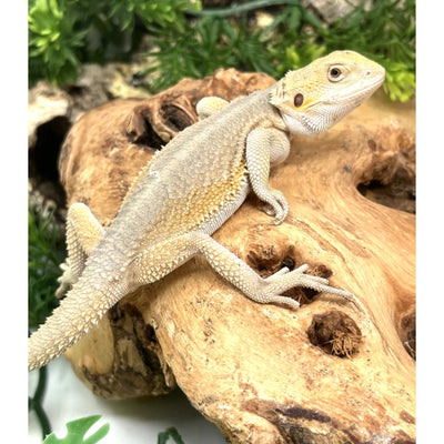 Hypo Witblits Female Bearded Dragon (Actual Photo)