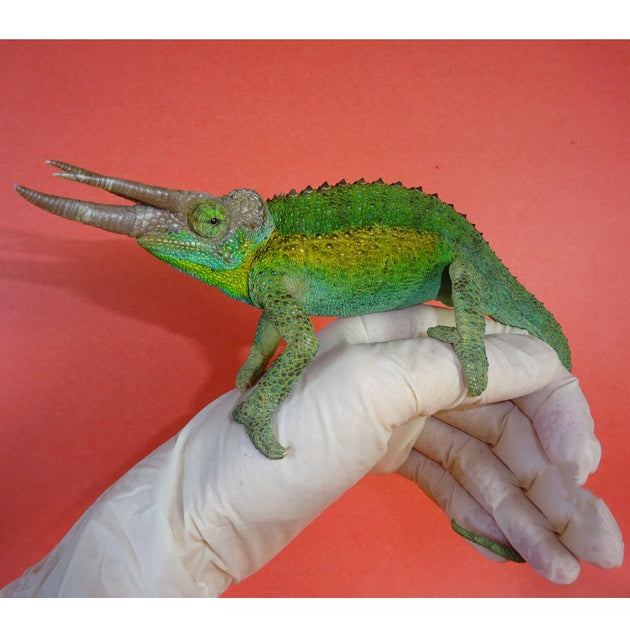 Rainbow Jackson Chameleons – Big Apple Pet Supply