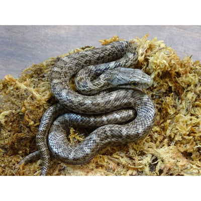 Japanese Rat Snakes