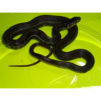Lake Pátzcuaro Garter Snakes