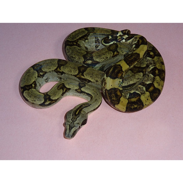 Longtail Boas | Big Apple Herp