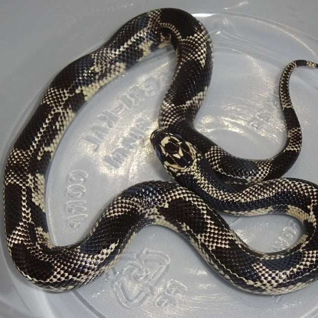 Mosaic Eastern Kingsnakes | Big Apple Herp