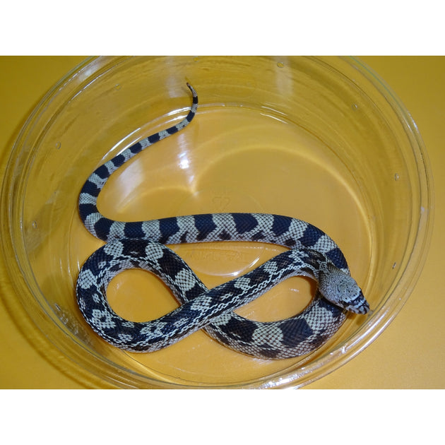 Northern Pine Snakes For Sale Big Apple Herp Reptiles For Sale
