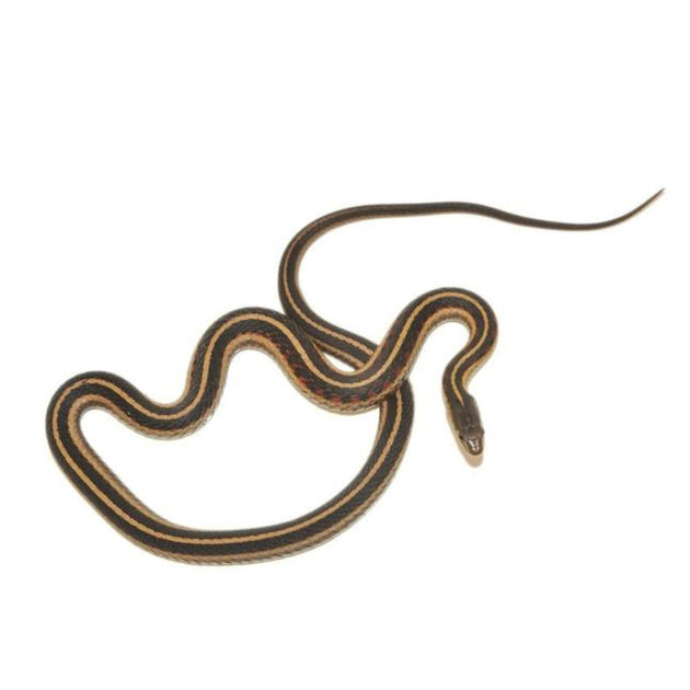 Buy Garter Snakes For Sale With Overnight Delivery Big Apple Herp Reptiles For Sale