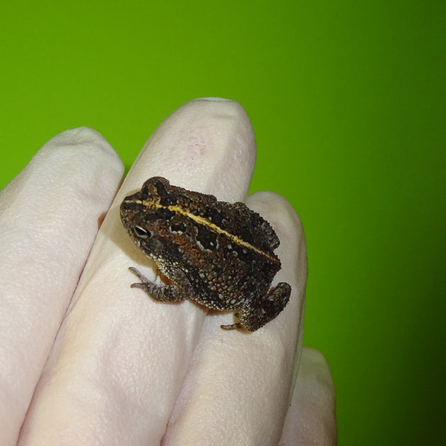 Oak-Toad_1200x630.jpg?v=1592506551