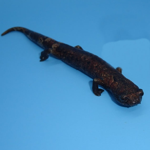 Palm Salamanders for sale Big Apple Pet Supply