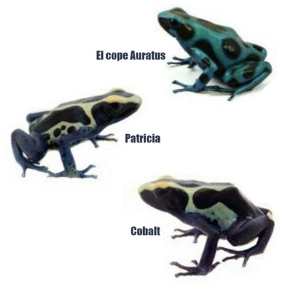 Poison Arrow Dart Frogs (Various Morphs)