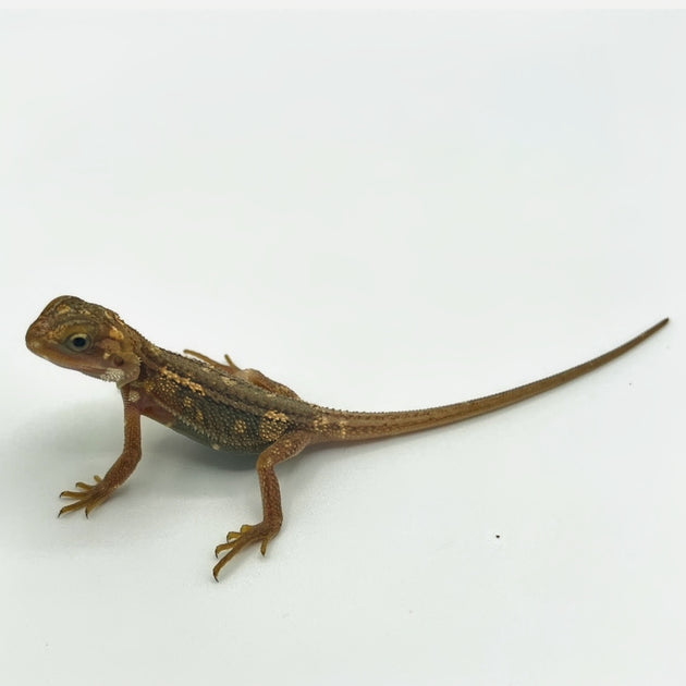 Buy Bearded Dragons Online At The Best Prices Big Apple Pet Supply