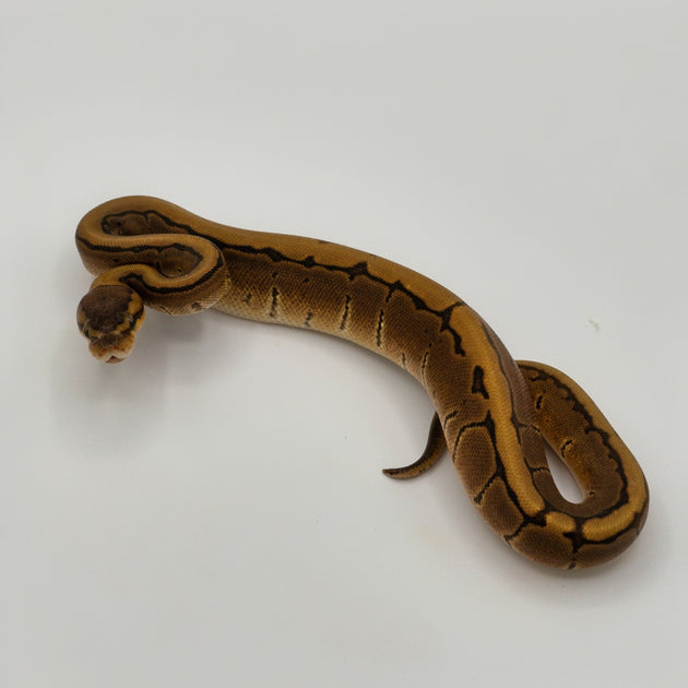 Buy Pinstripe Ball Python Big Apple Herp Reptiles For Sale