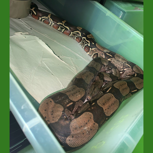 Purple Sided Guyana Boas | Big Apple Herp