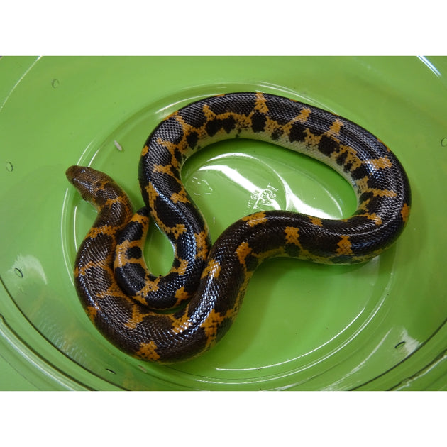 Sharp-Tailed Sand Boa for Sale – Rare Field Collected Species