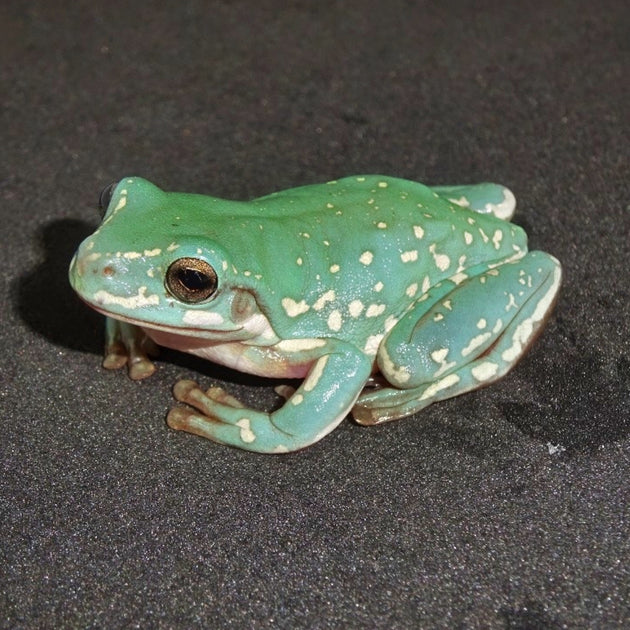 Blue Whites Tree Frogs for sale – Big Apple Pet Supply