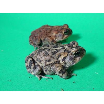 Southern Toads