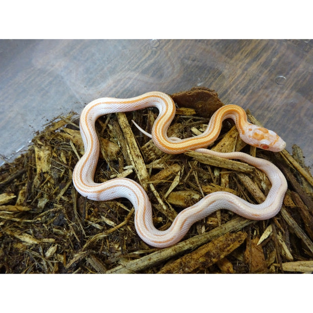 Albino Stripe Corn Snakes – Big Apple Herp - Reptiles For Sale