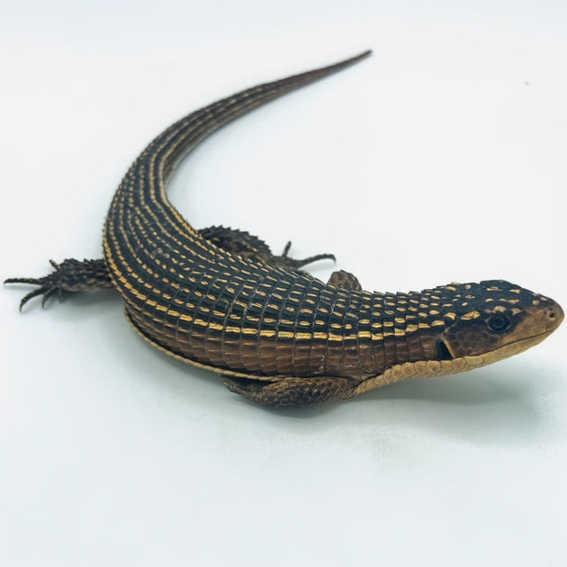 Sudan Giant Plated Lizards for sale Big Apple Herp Reptiles For Sale