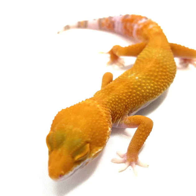 leopard gecko morphs