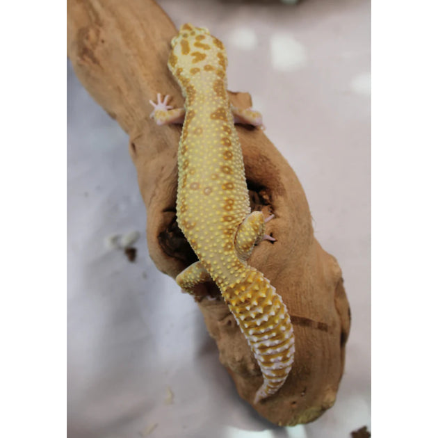 Leopard Geckos for sale Big Apple Herp Reptiles For Sale