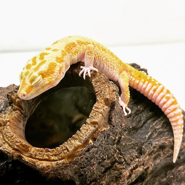 Leopard Geckos for sale Big Apple Herp Reptiles For Sale