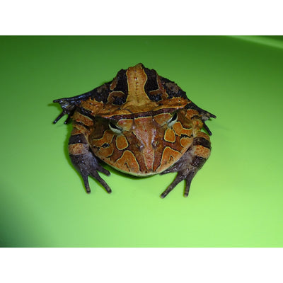 Brown Suriname Horned Frog