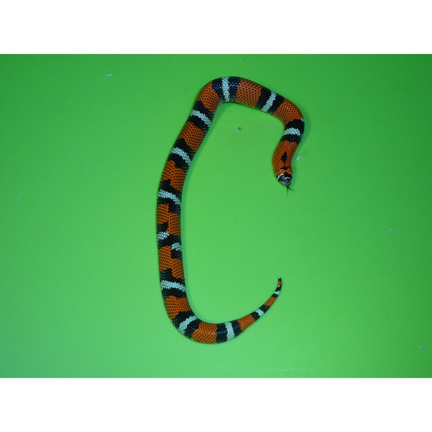 Buy TriColor Hognose Snakes | Big Apple Herp