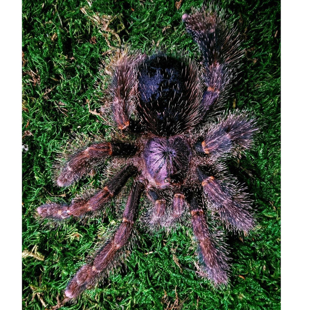 Wooly Pink Toe Tarantulas For Sale Big Apple Pet Supply