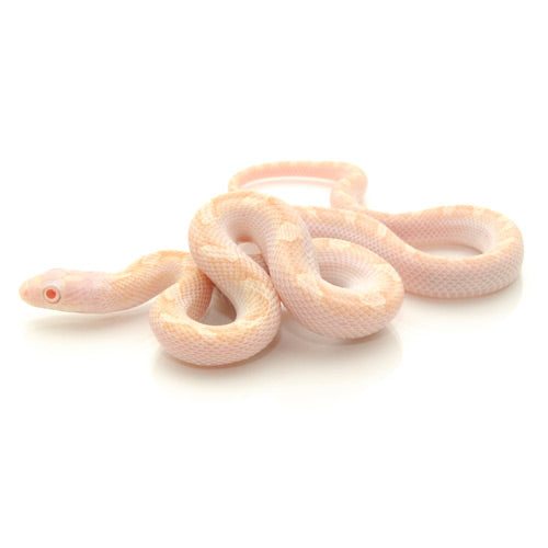 Buy Albino Licorice Rat Snakes Big Apple Herp Reptiles For Sale
