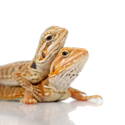 FANCY COLORED Bearded Dragons (Up to 12")