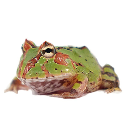 Green Fantasy Pacman Frogs