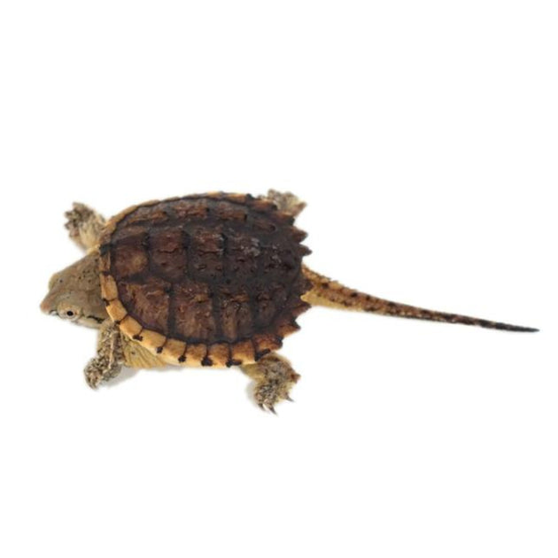 Hypo Snapping Turtles Big Apple Herp Reptiles For Sale