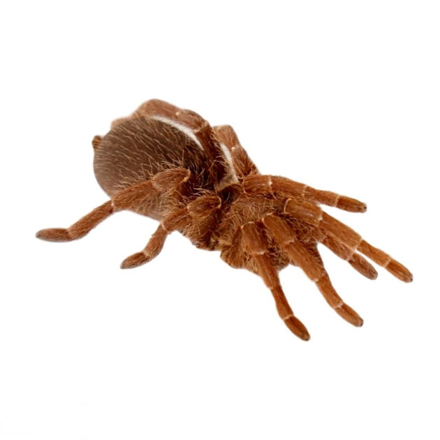 King Baboon Tarantulas Big Apple Herp Reptiles For Sale