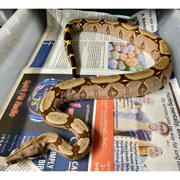 Suriname Red Tail Boas For Sale Big Apple Pet Supply