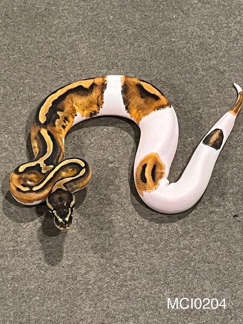 Ball Python Collection For Sale – Big Apple Herp - Reptiles For Sale