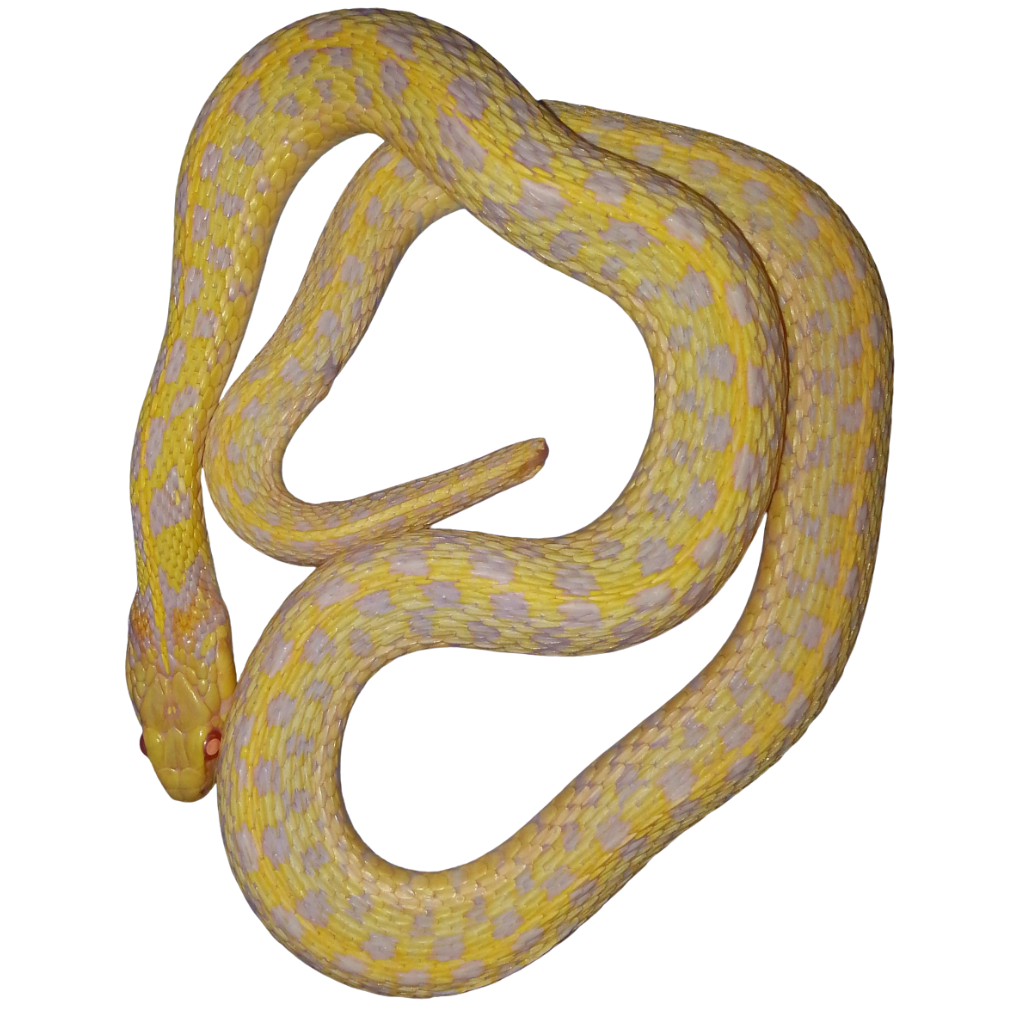 Albino Checkered Garter Snakes for Sale | Thamnophis marcianus