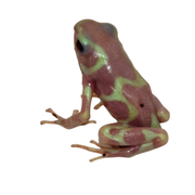 Albino Green & Black Poison Arrow Frogs | Big Apple Herp