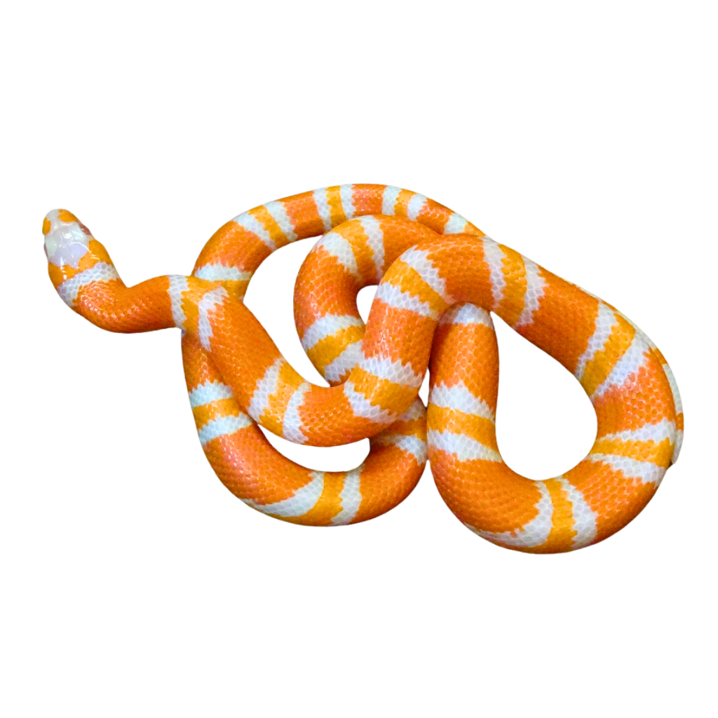 パンツ LGB BOXER SARRUEL-2 WHITE SNAKE Albino Honduran Milk Snake for Sale | Buy Milk Snakes Online | Big