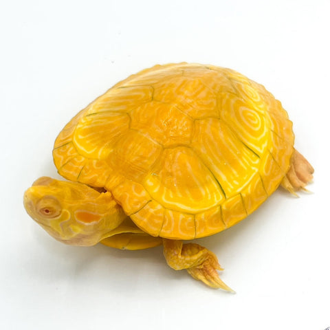 Albino Yellowbelly Slider Turtles