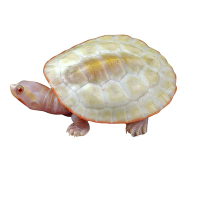 Pink Belly Side Necked Turtles