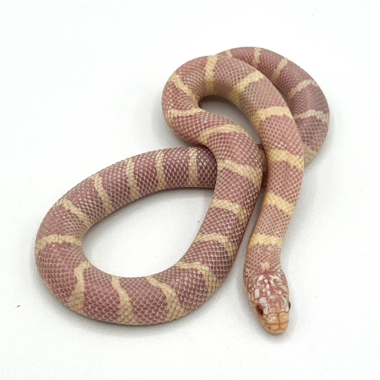Albino Banded California Kingsnakes – Big Apple Herp - Reptiles 