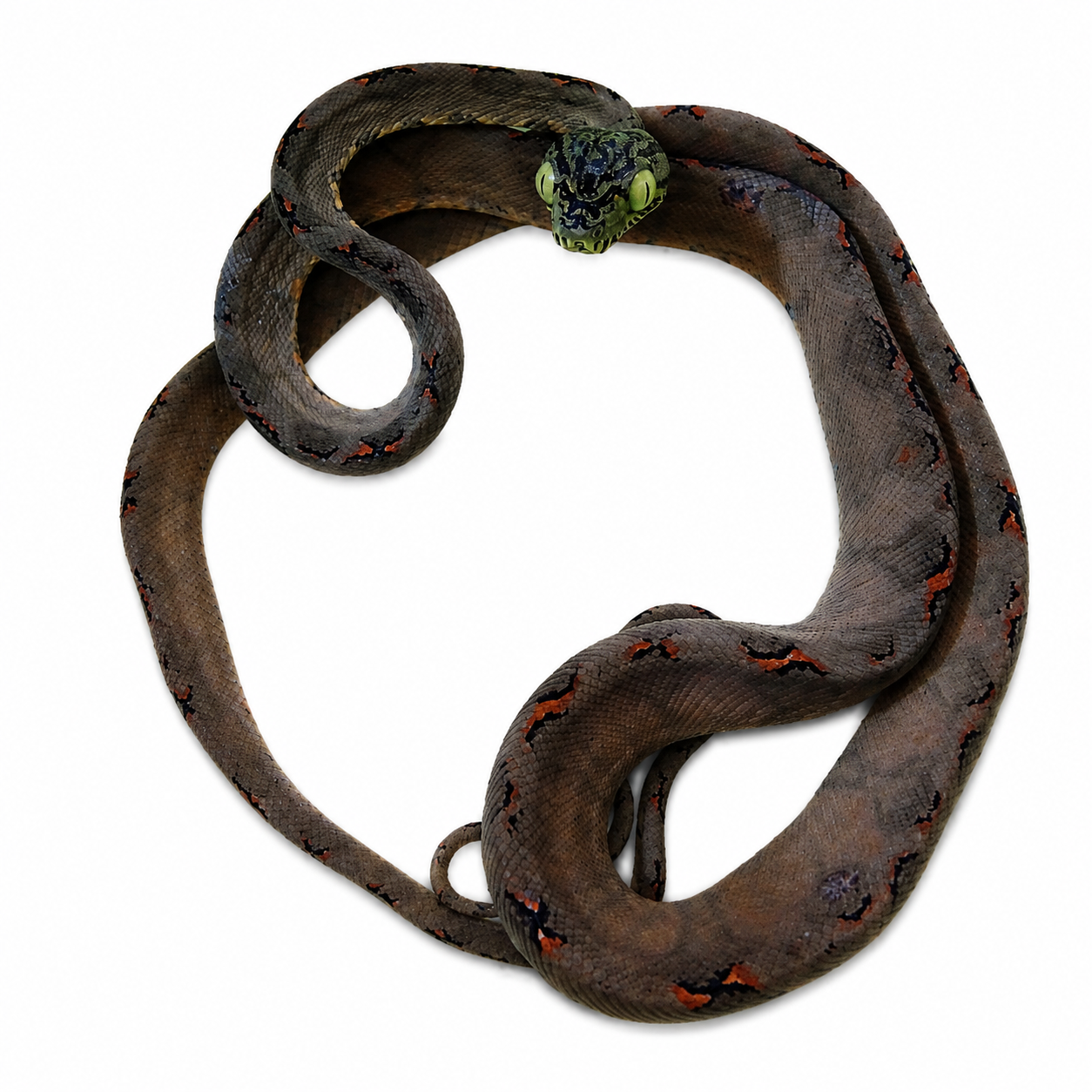 Amazon Tree Boa for Sale – Garden Phase Arboreal Snake | Big Apple
