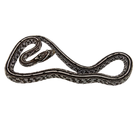 Albino Corn Snakes For Sale | Big Apple Herp