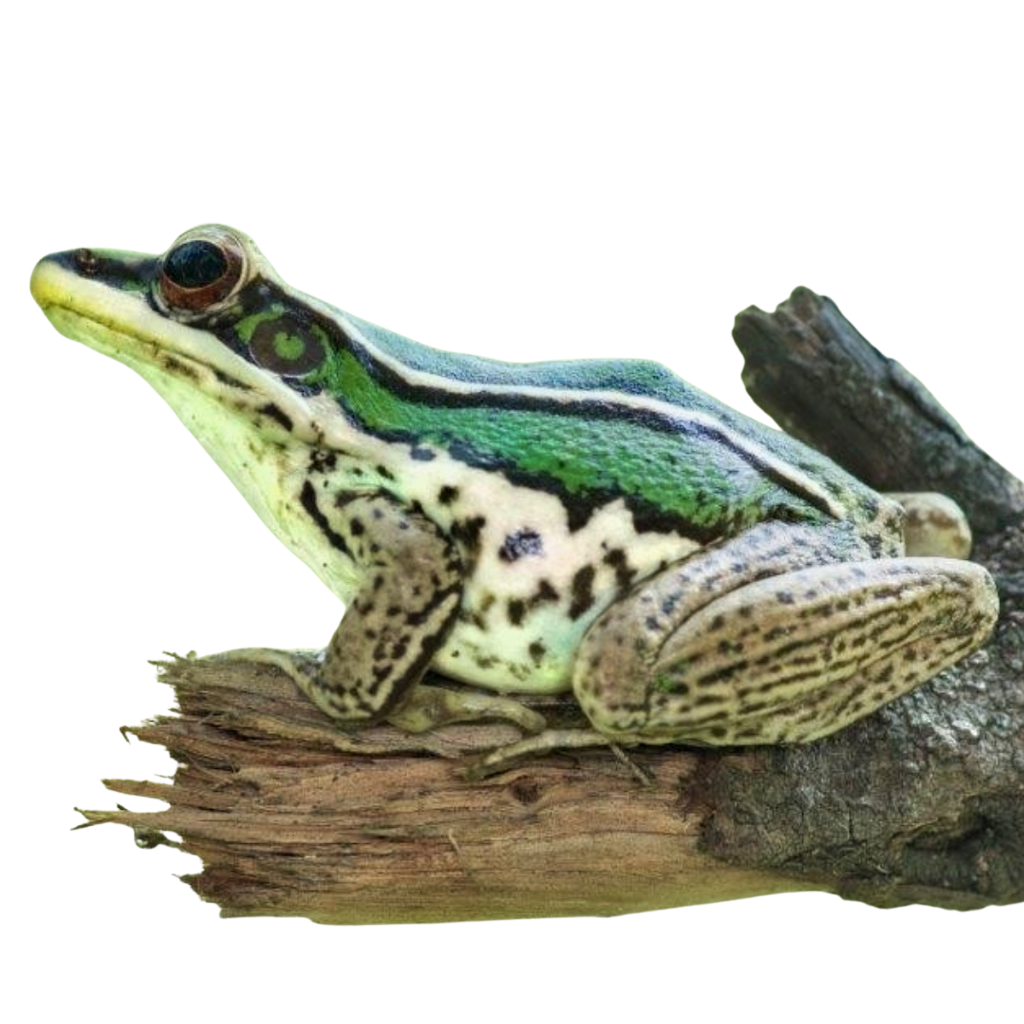 Asian Greenback Frogs for Sale | Hylarana erythraea | Big Apple Herp