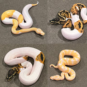 HUGE SALE Pied Ball Morphs For Sale