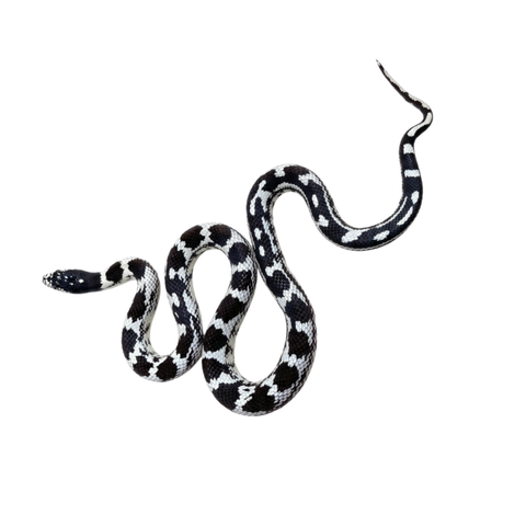 Black & White Aberrant California Kingsnakes for Sale