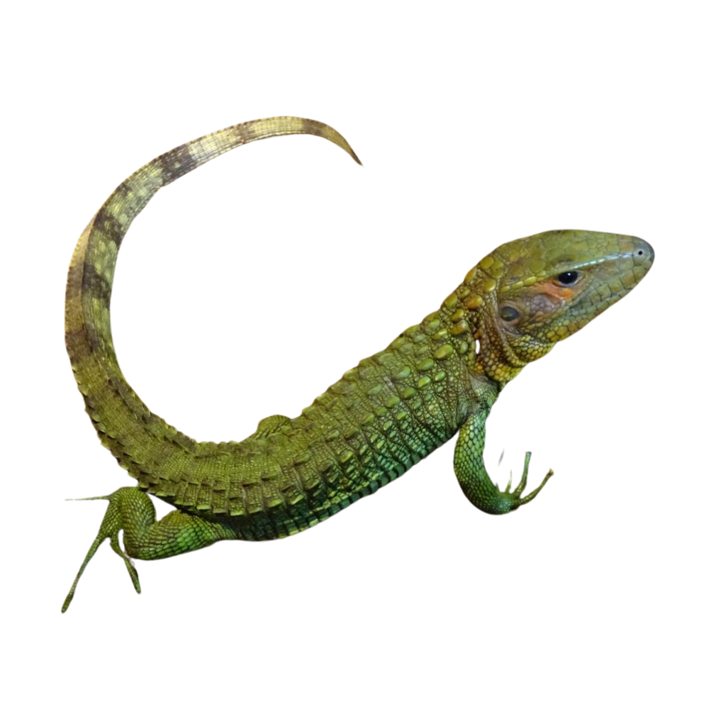 Buy Caiman Lizards