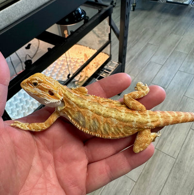 Gorgeous Citrus-Red Leatherback Bearded Dragon