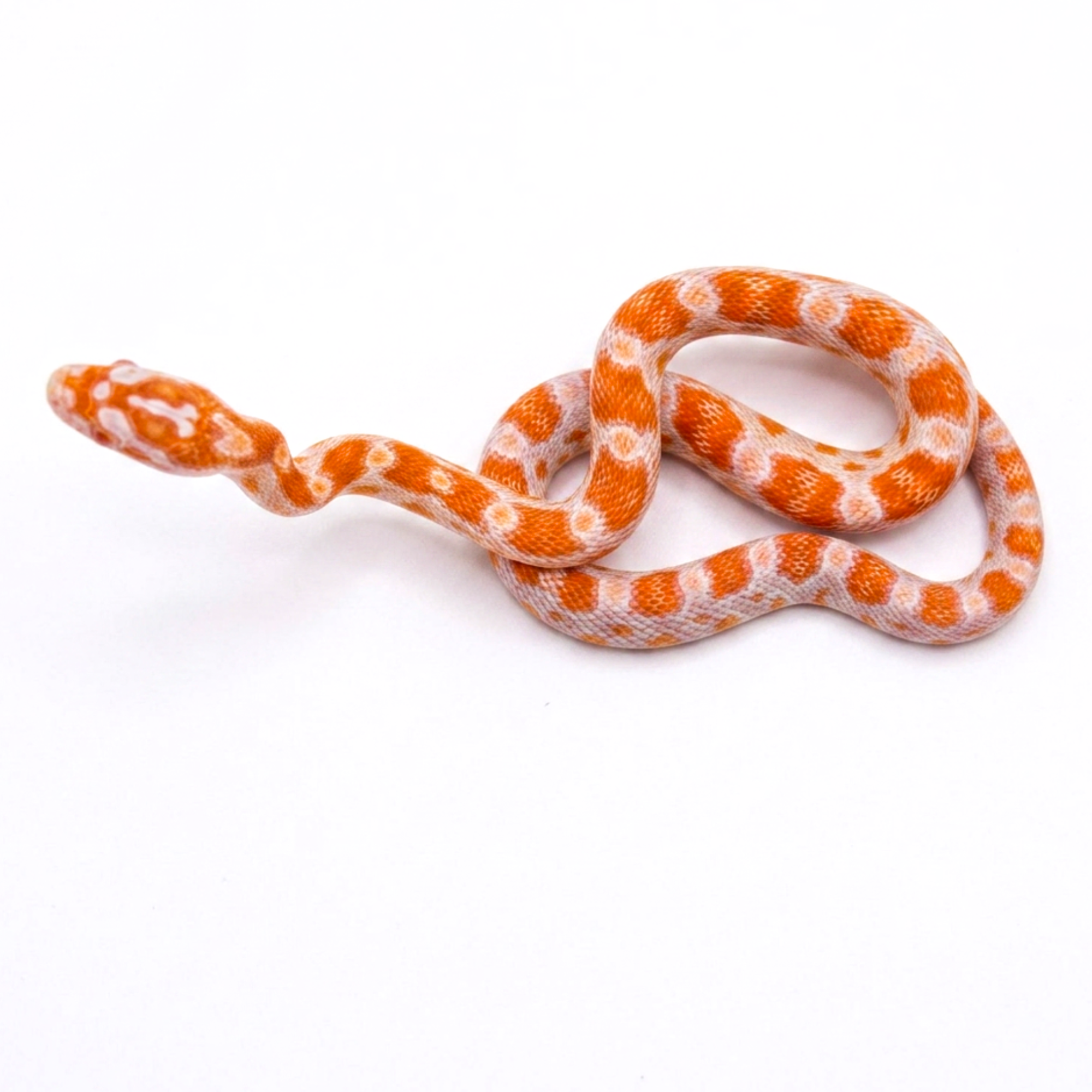 Creamsicle Corn Snake for Sale – Captive Bred Hybrid Morph | Big