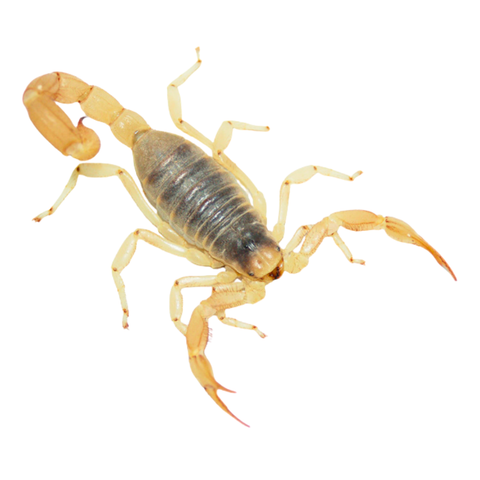 Desert Hairy Scorpions for Sale | Hadrurus arizonensis | Big Apple
