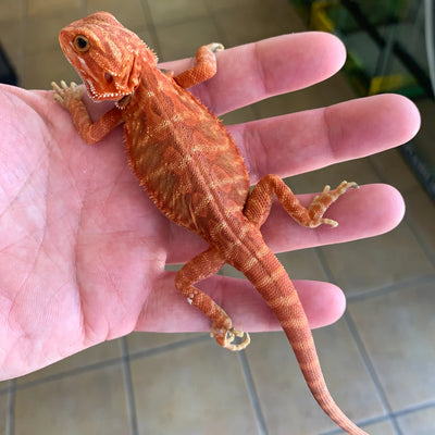 Extreme Red Bearded Dragons