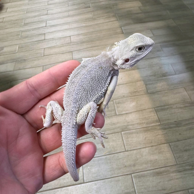 Extreme Hypo Zero Bearded Dragons