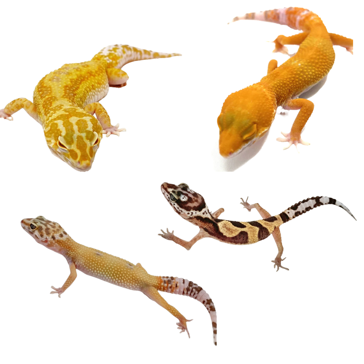 Feeder geckos for sales sale